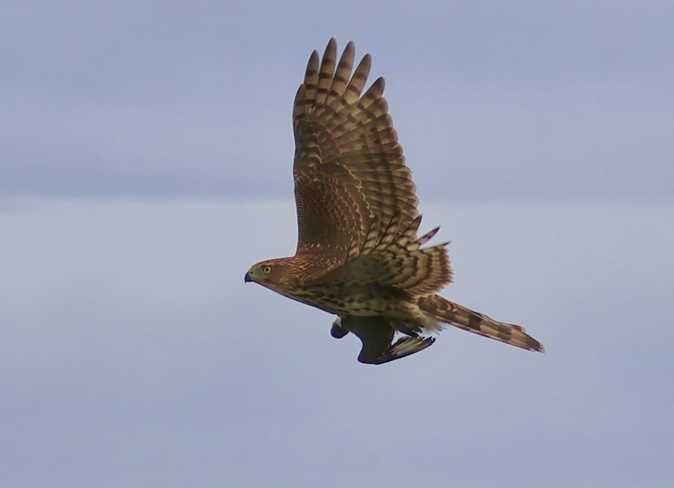 Cooper's Hawk - ML642093150