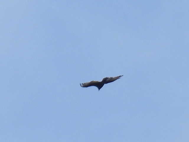 Turkey Vulture - ML642093156