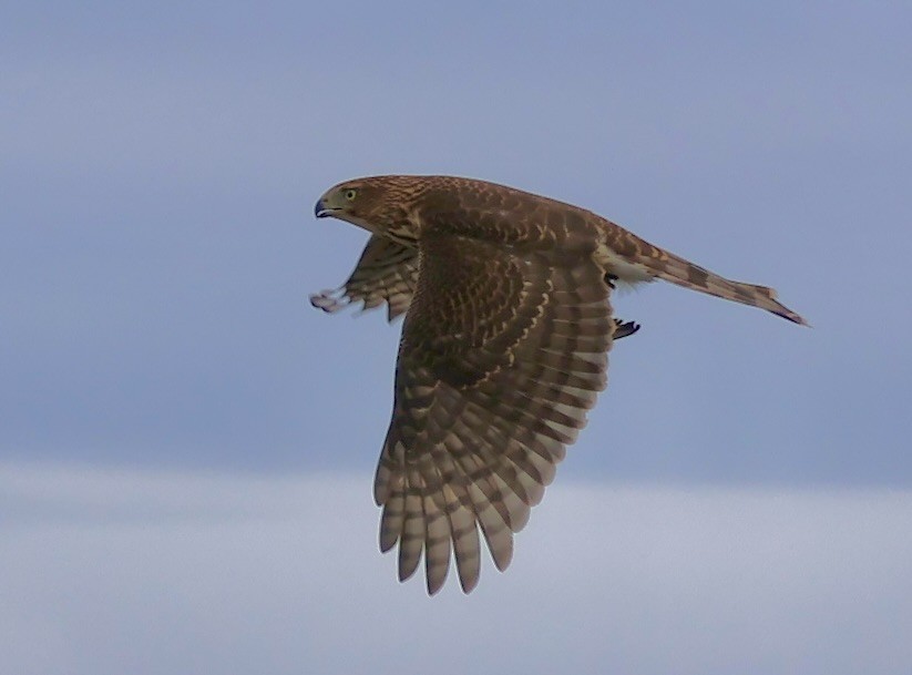 Cooper's Hawk - ML642093157