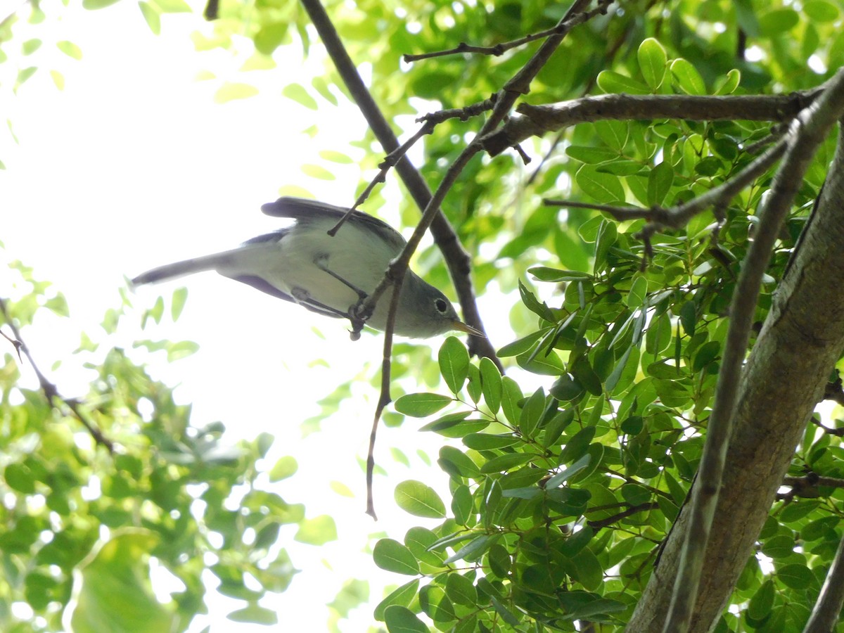 Blue-gray Gnatcatcher - ML642093158