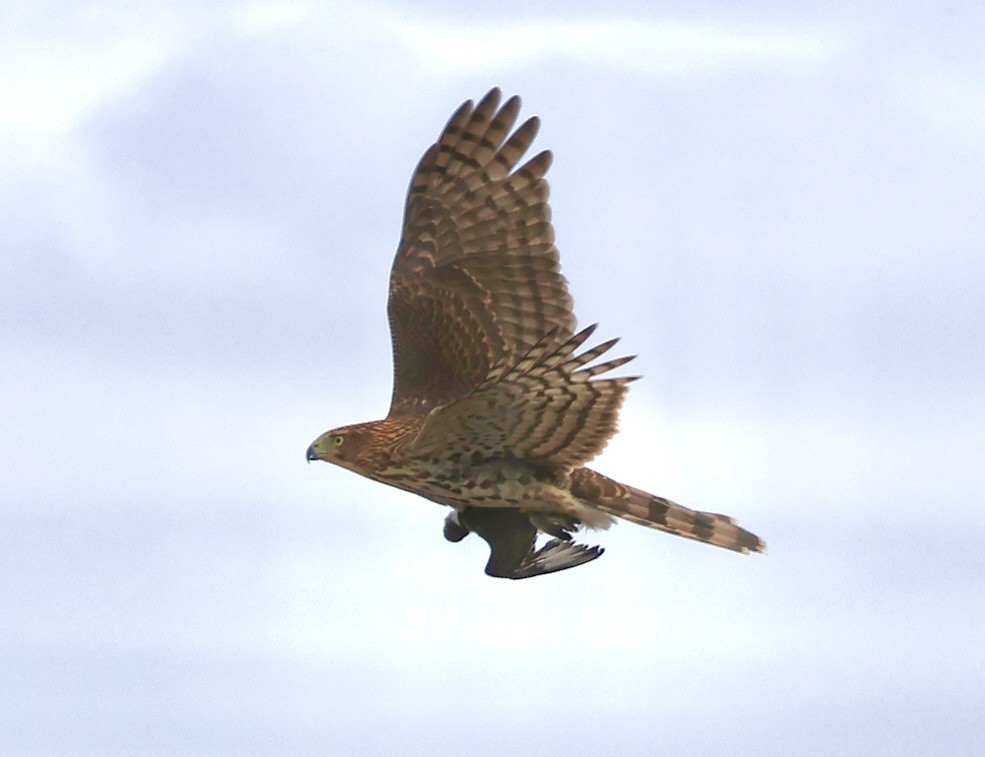 Cooper's Hawk - ML642093159