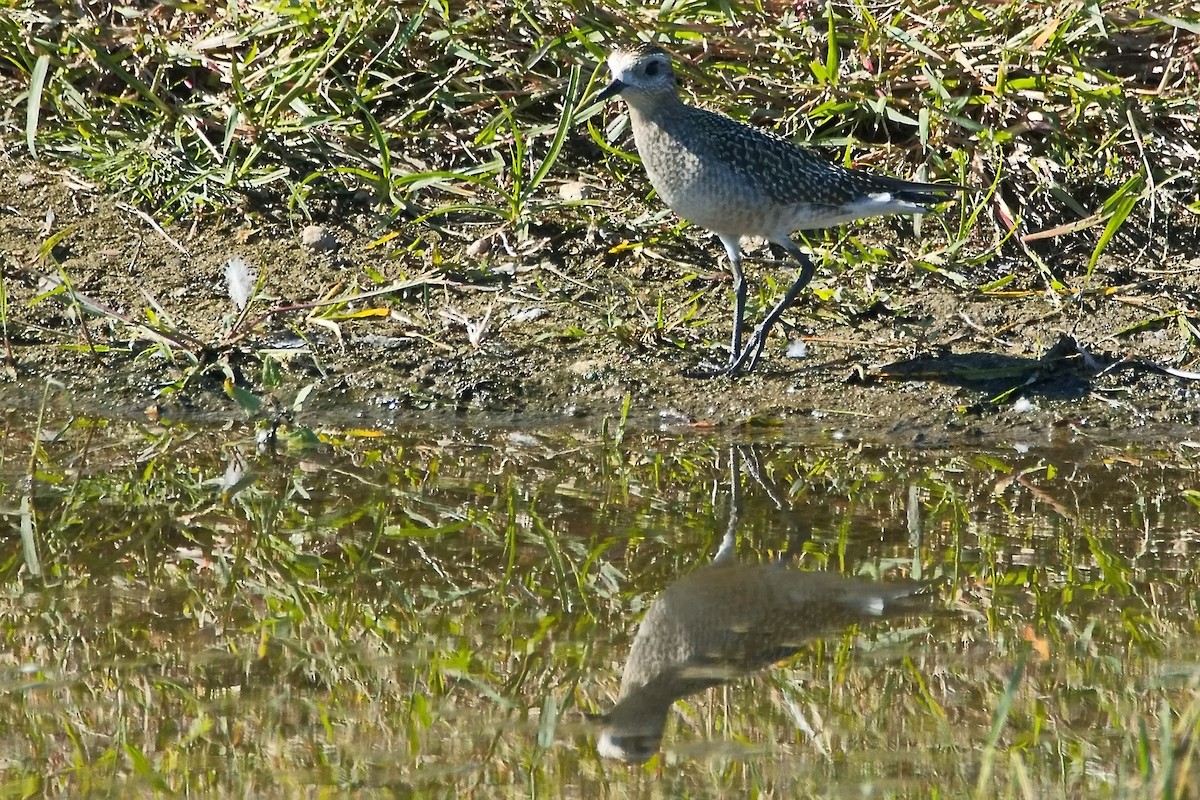 kulík hnědokřídlý - ML642093160