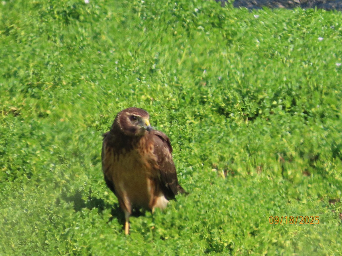 Northern Harrier - ML642093169