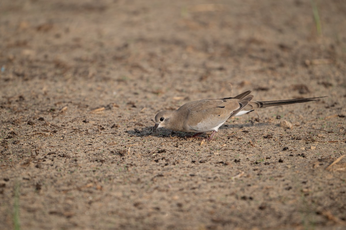 Namaqua Dove - ML642093171