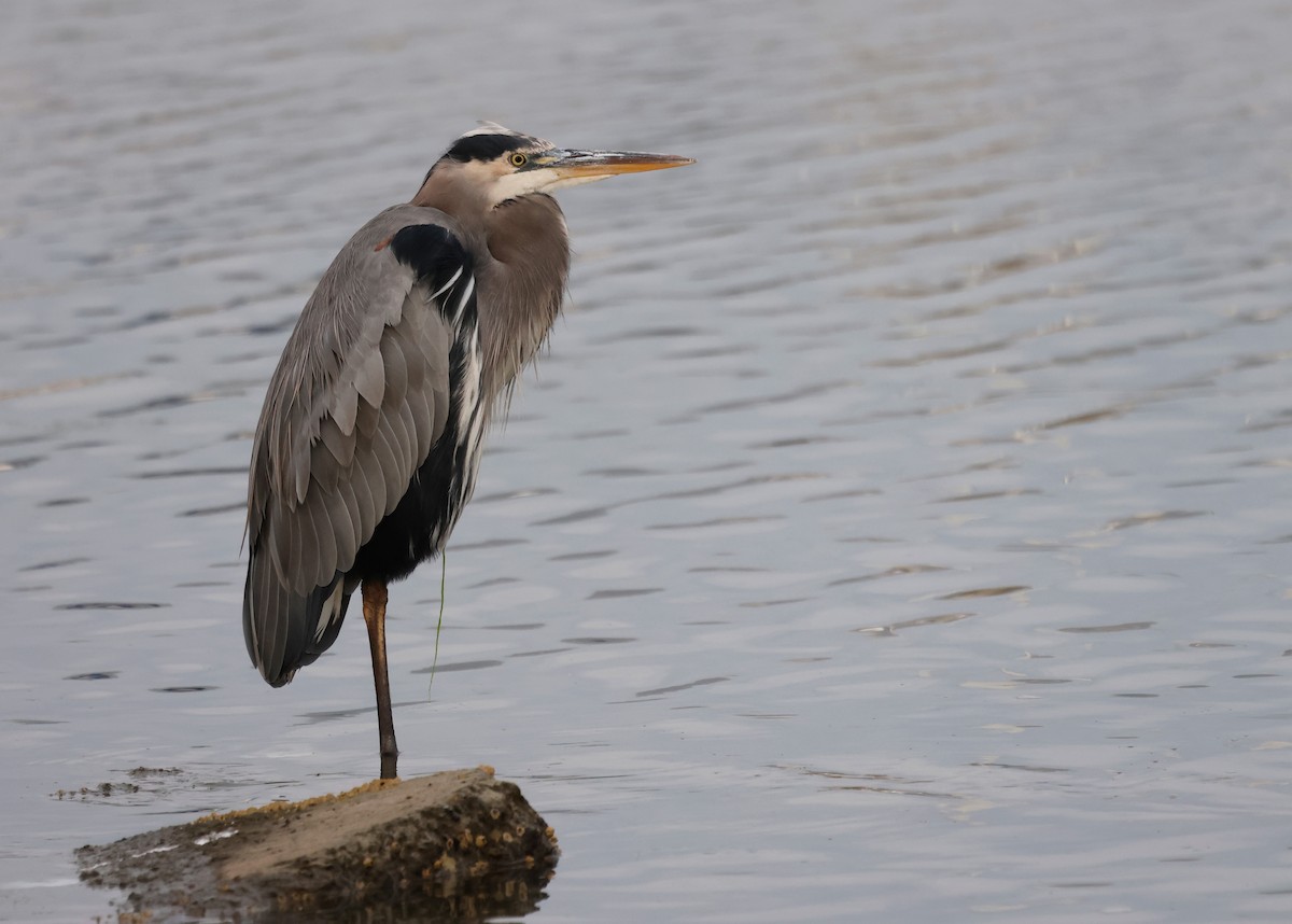 Great Blue Heron - ML642093172