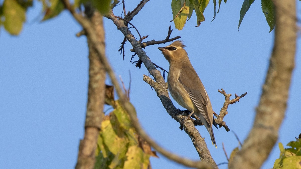 Cedar Waxwing - ML642093192