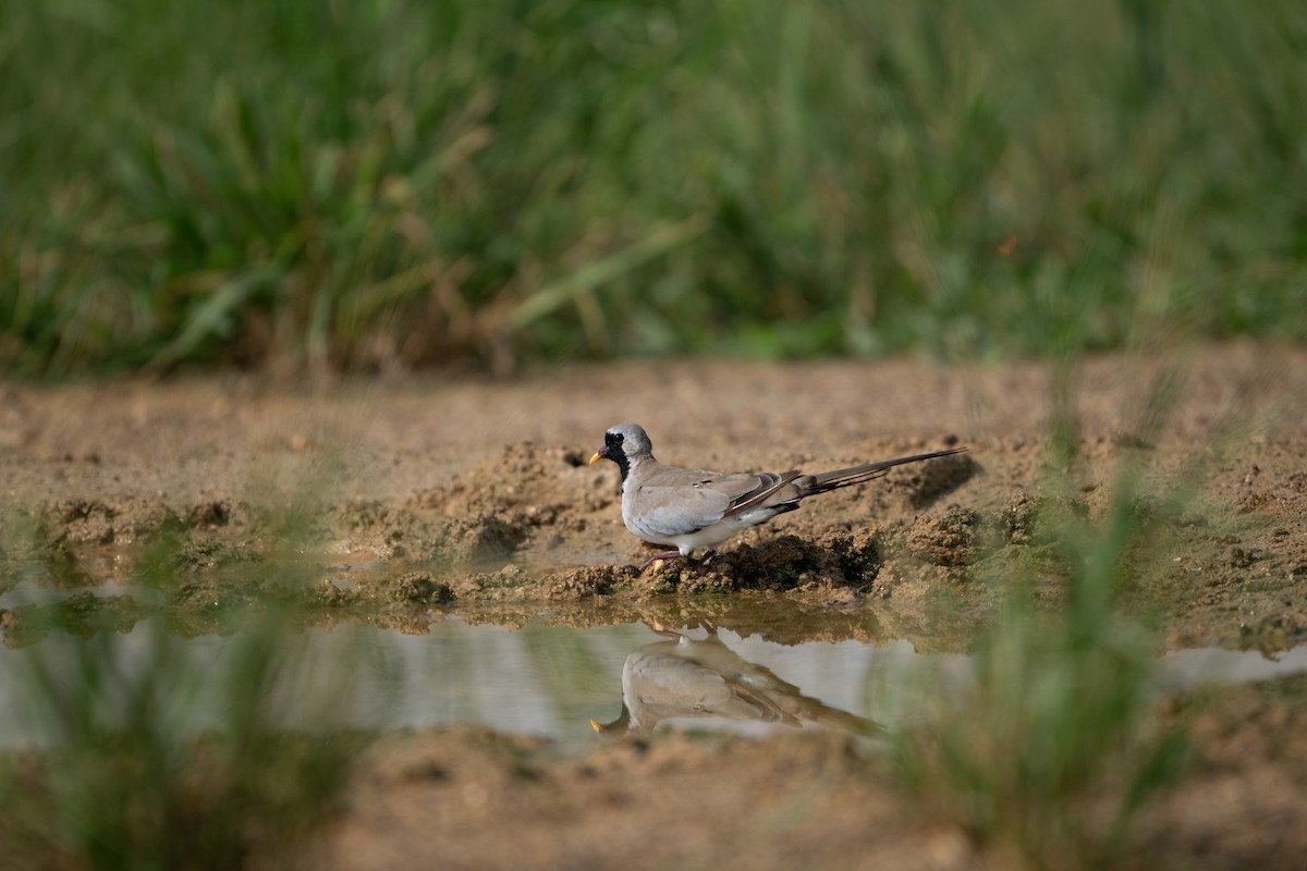 Namaqua Dove - ML642093194