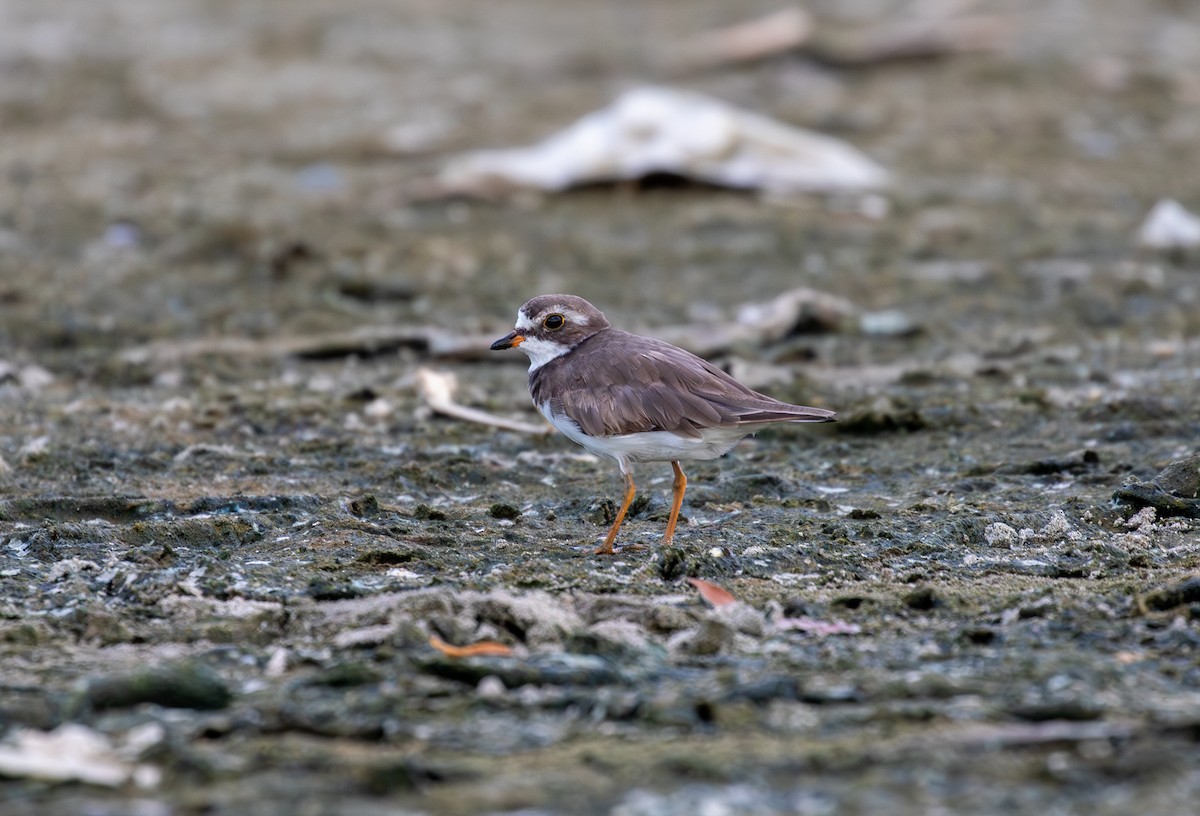 Semipalmated Plover - ML642093196