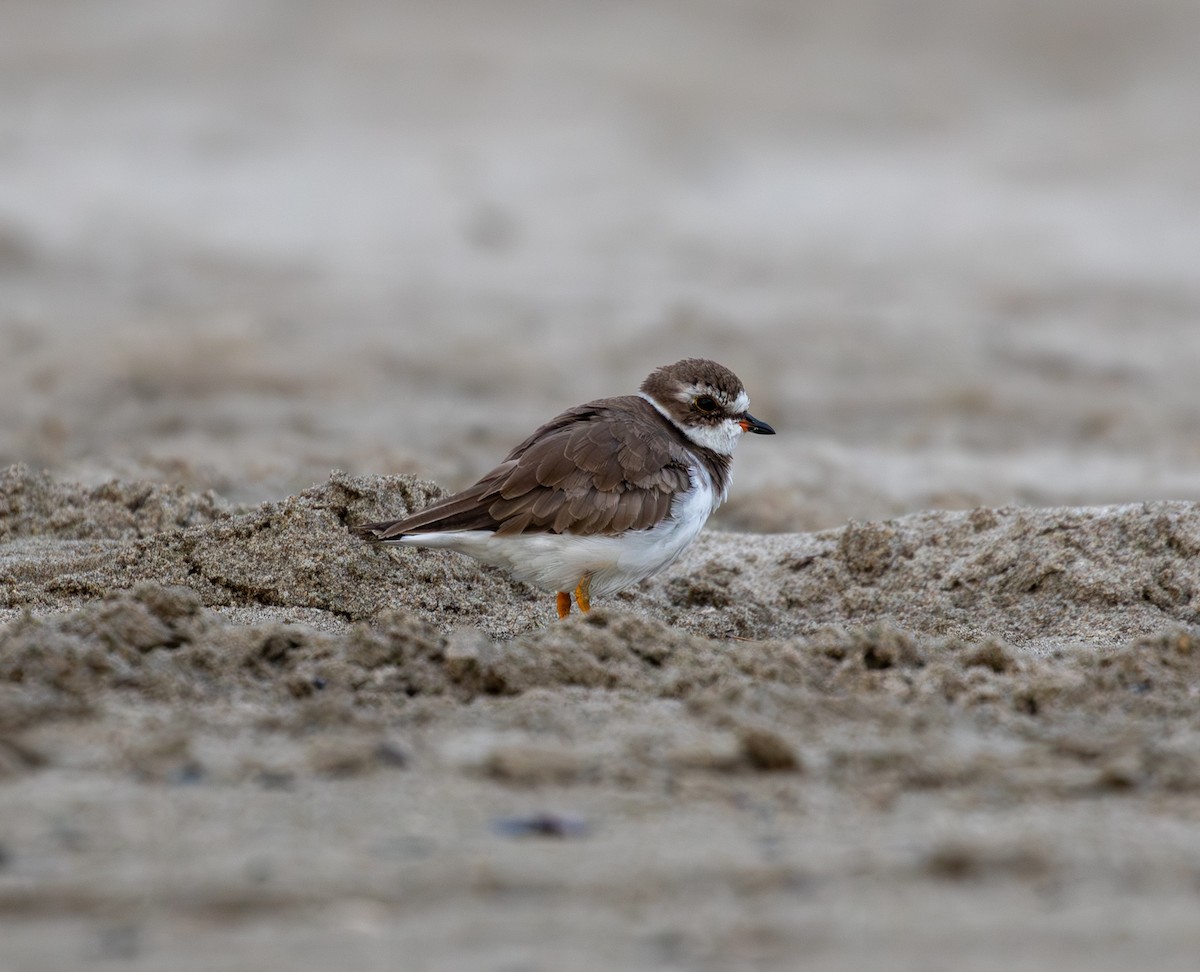 Semipalmated Plover - ML642093197