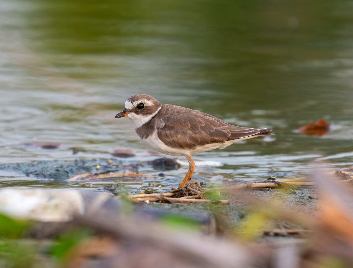 Semipalmated Plover - ML642093198