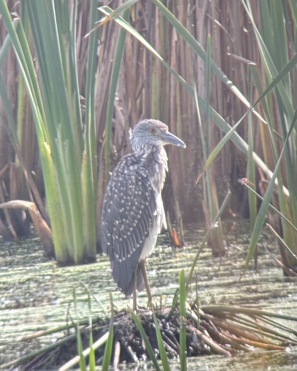 Yellow-crowned Night Heron - ML642093199