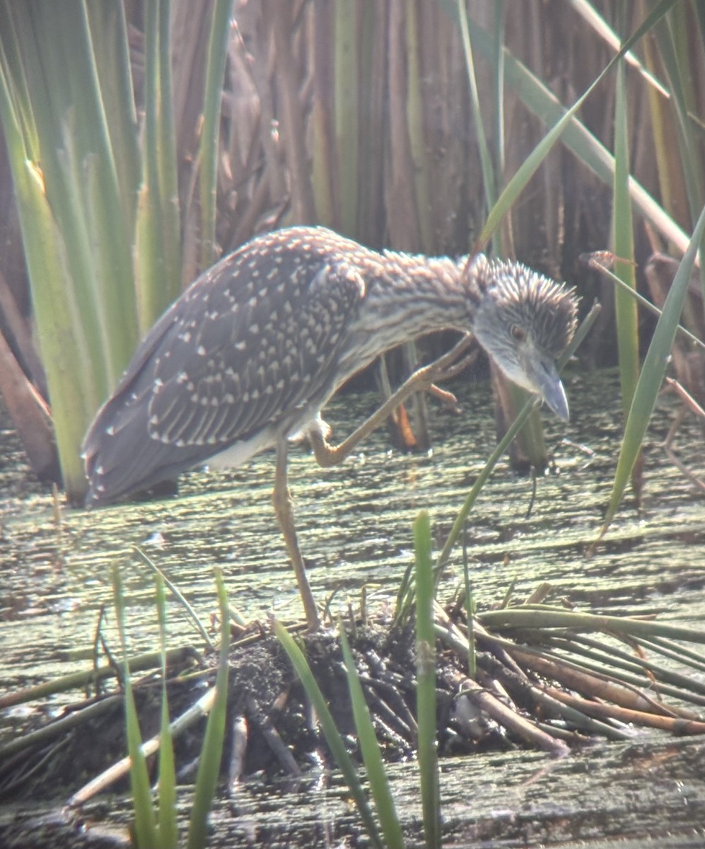 Yellow-crowned Night Heron - ML642093200