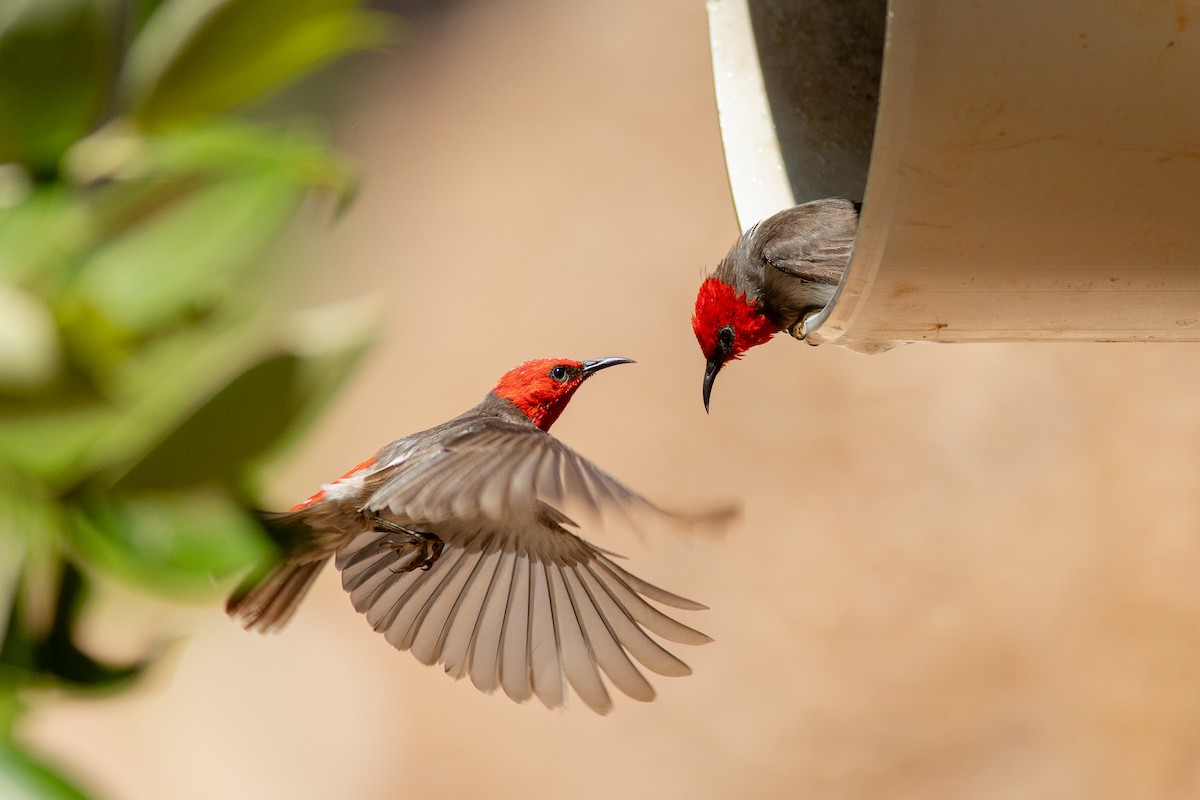 Red-headed Myzomela - ML642093201