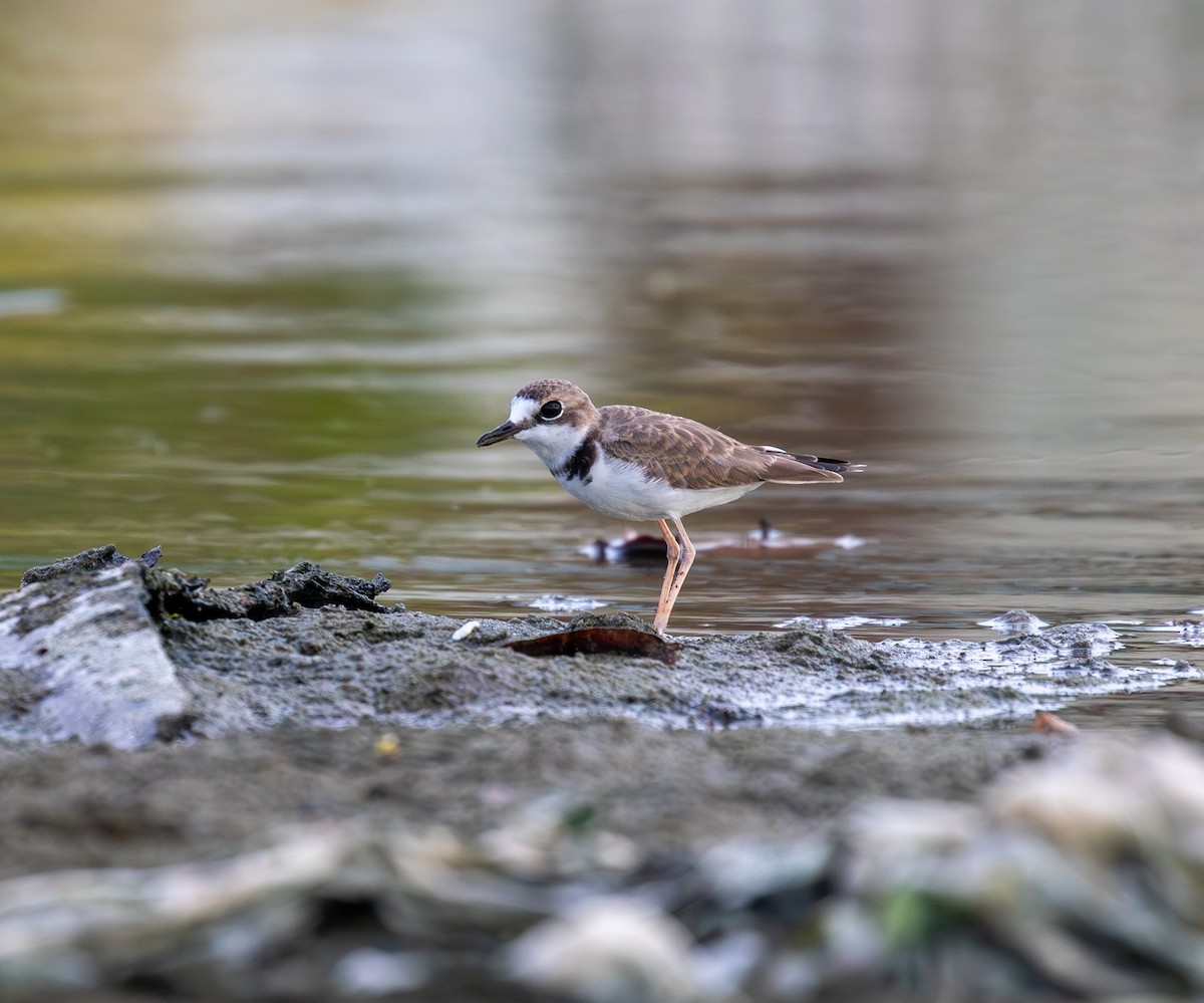 Collared Plover - ML642093209