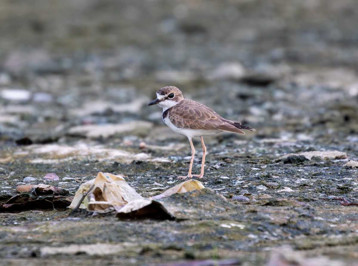 Collared Plover - ML642093210