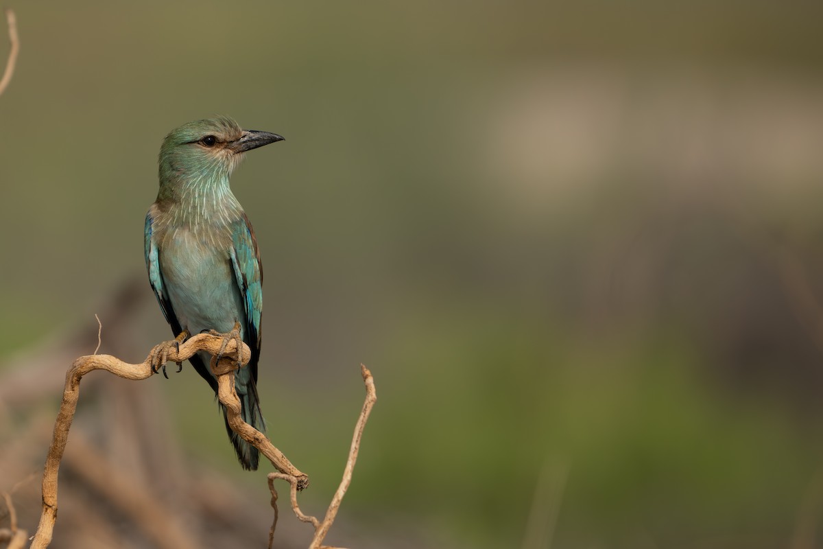 European Roller - ML642093222