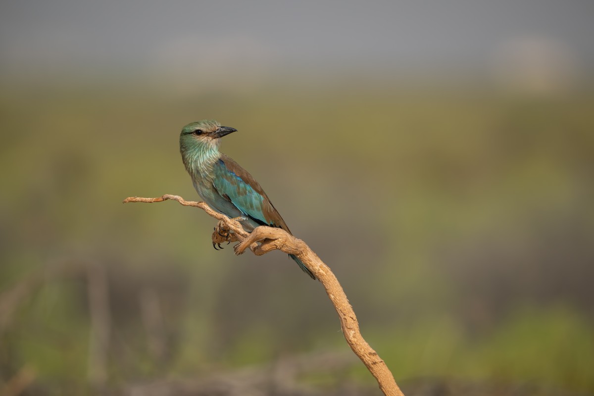 European Roller - ML642093223