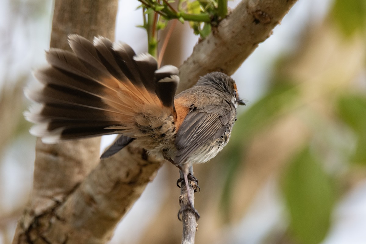 Australian Rufous Fantail - ML642093234