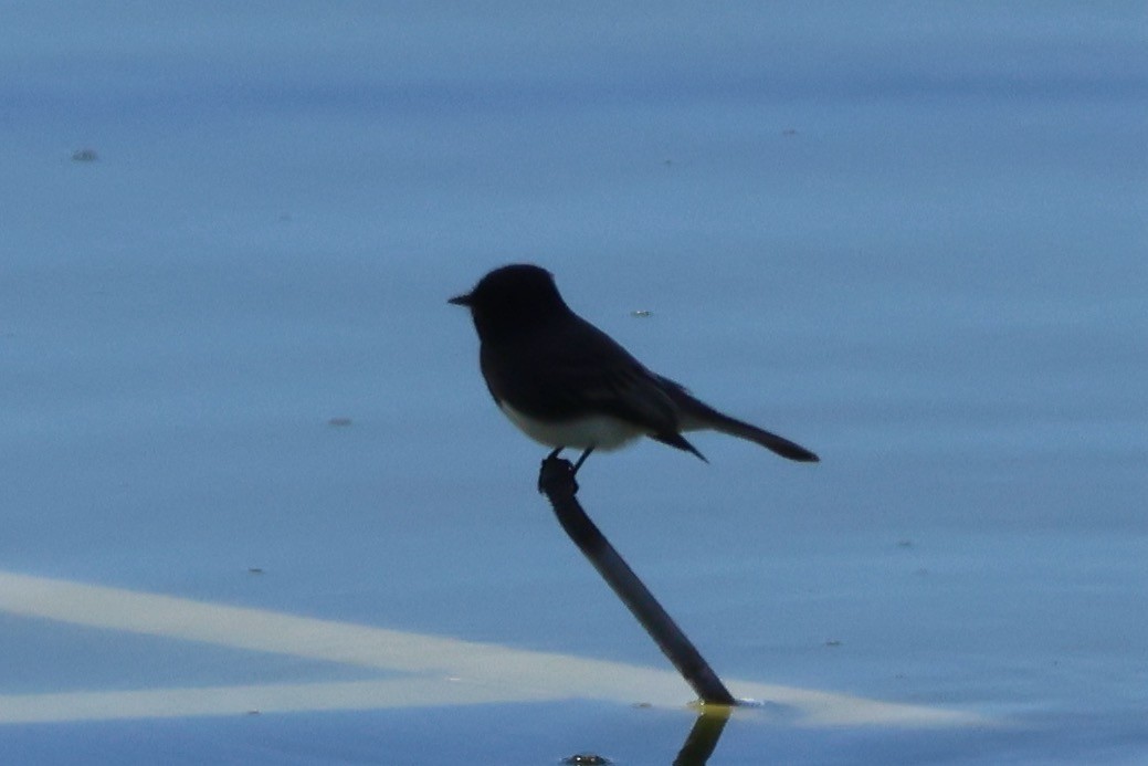 Black Phoebe - ML642093236