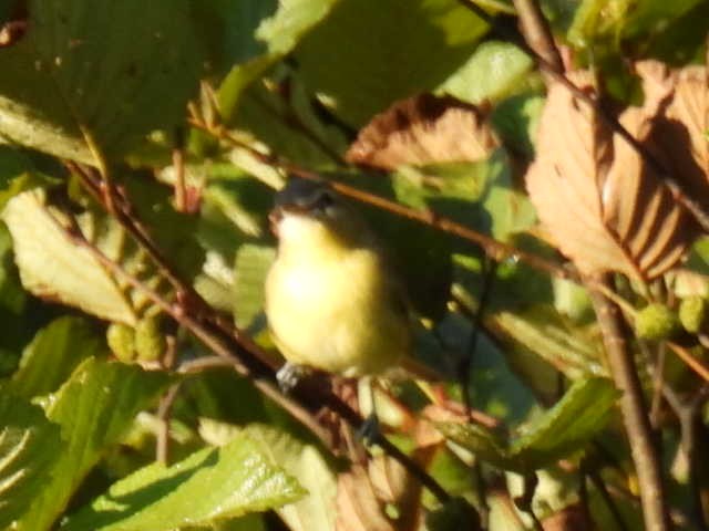 Philadelphia Vireo - ML642093237