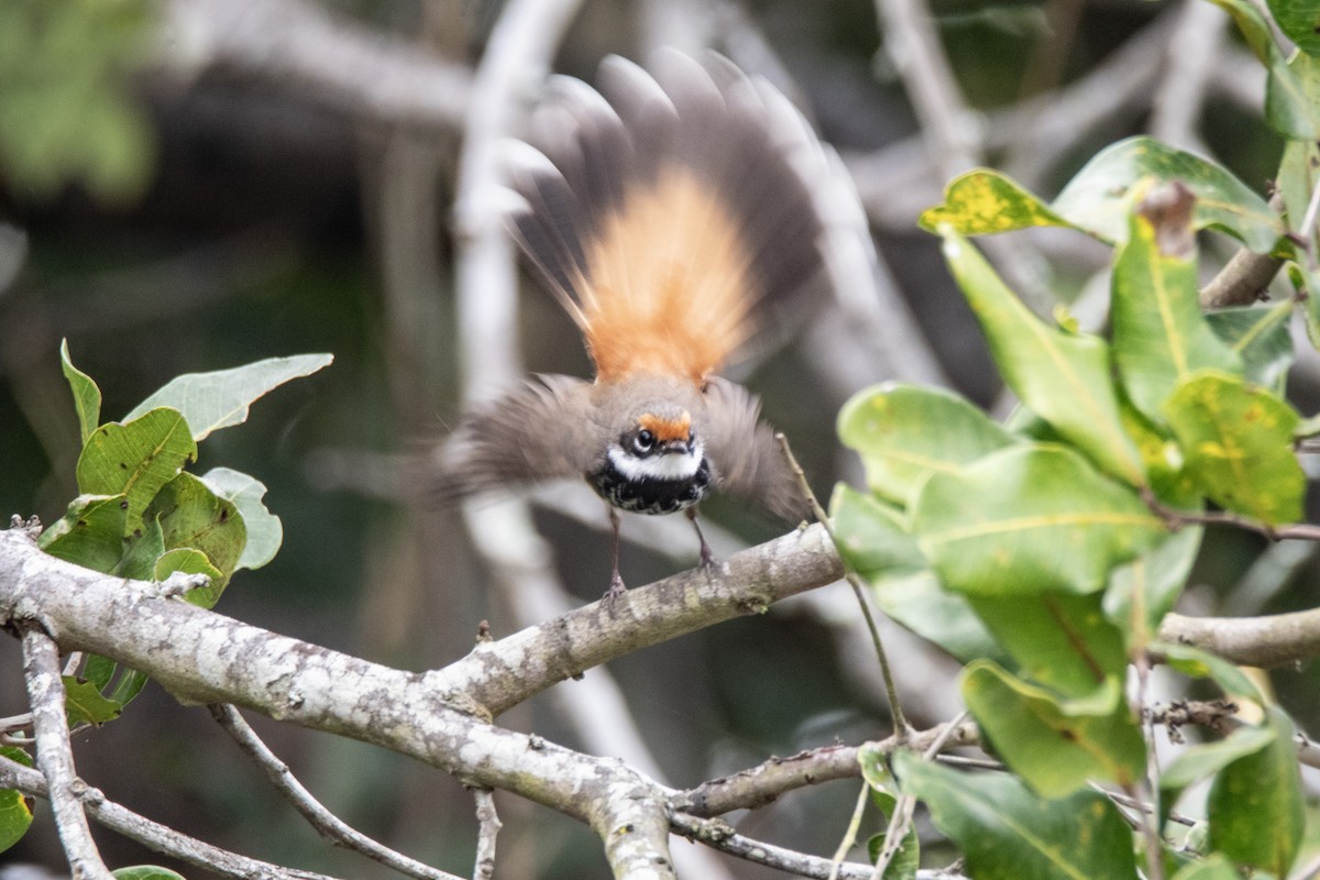 Australian Rufous Fantail - ML642093242
