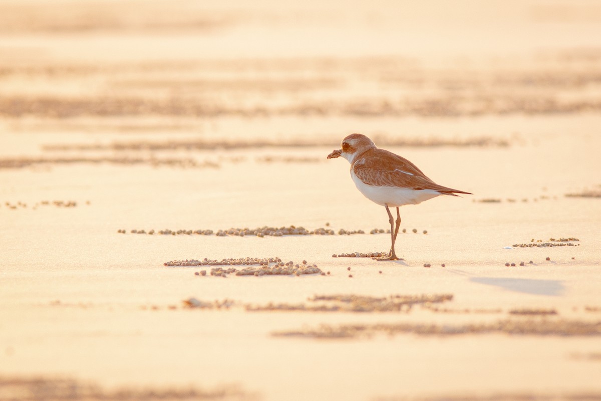 Greater Sand-Plover - ML642093243