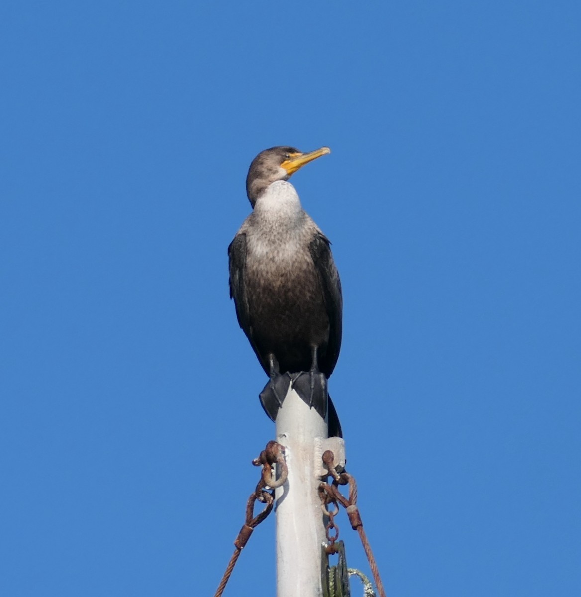 Cormorán Orejudo - ML642093256