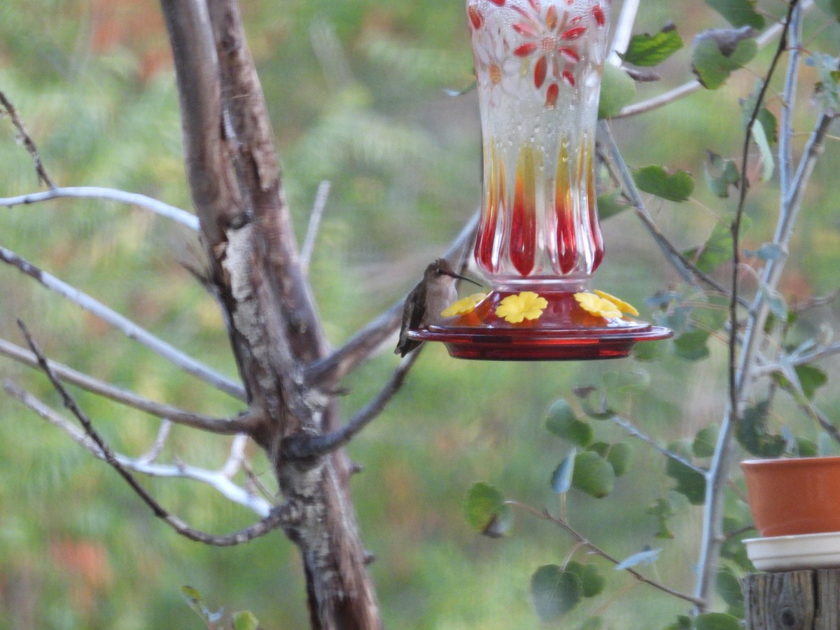 hummingbird sp. - ML642093257