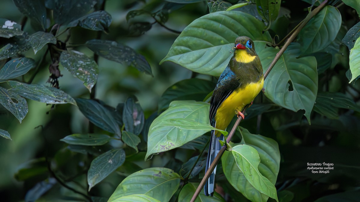 Sumatran Trogon - ML642093259