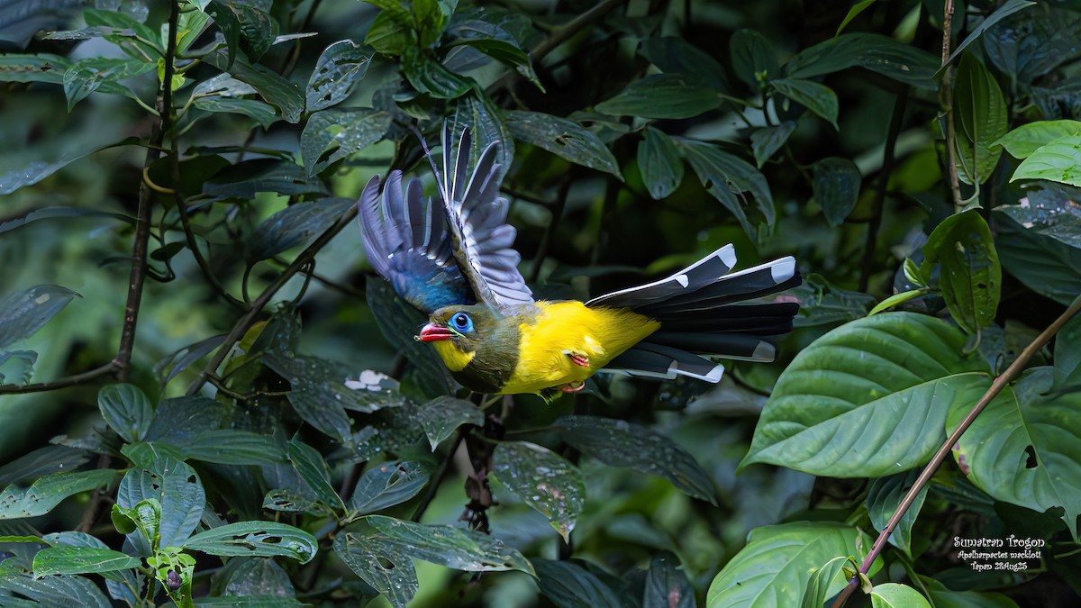 Sumatran Trogon - ML642093260