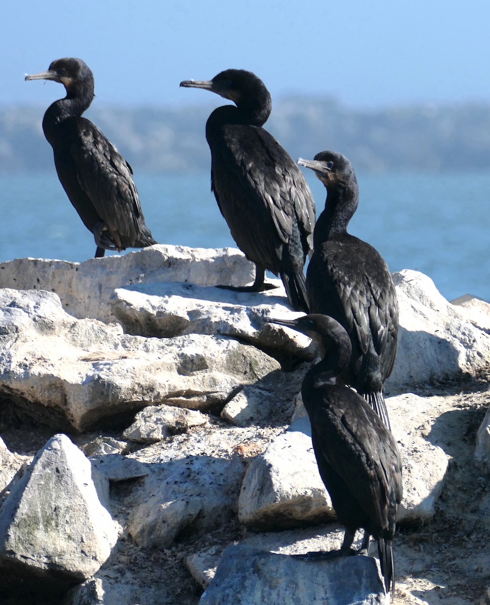 Brandt's Cormorant - ML642093261
