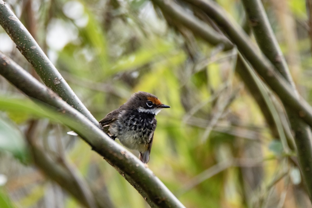 Australian Rufous Fantail - ML642093265
