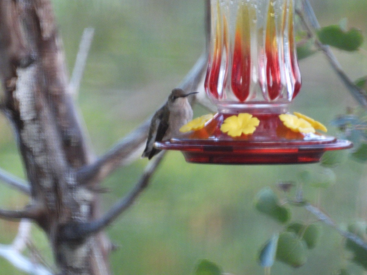 hummingbird sp. - ML642093266