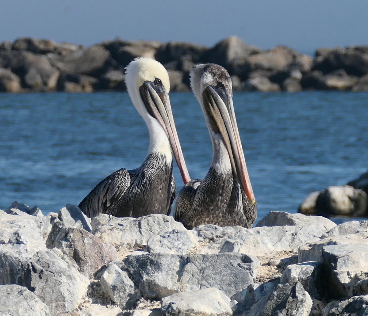 Brown Pelican (California) - ML642093267