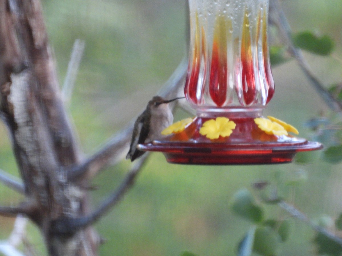 hummingbird sp. - ML642093268