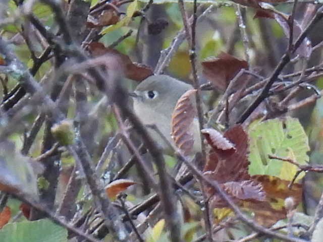 Ruby-crowned Kinglet - ML642093270