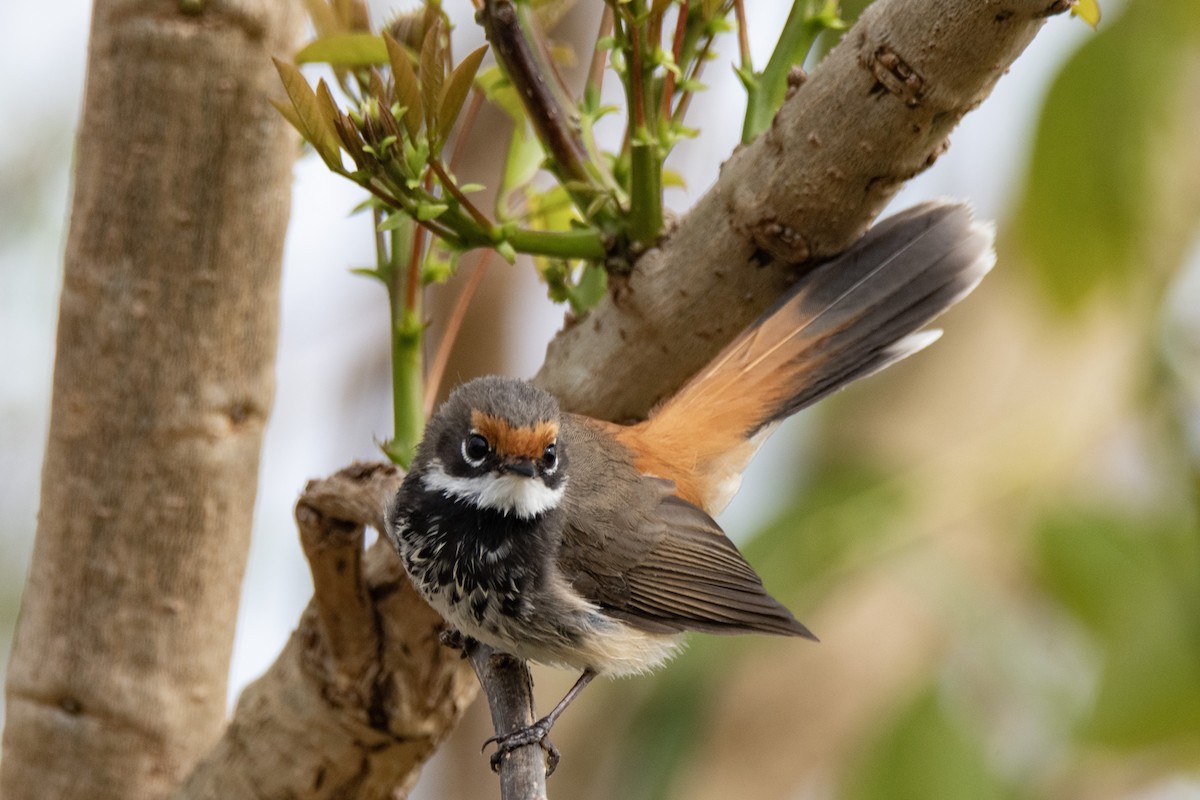 Australian Rufous Fantail - ML642093271