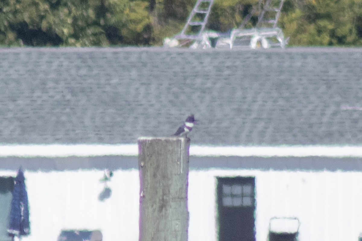 Belted Kingfisher - ML642093273