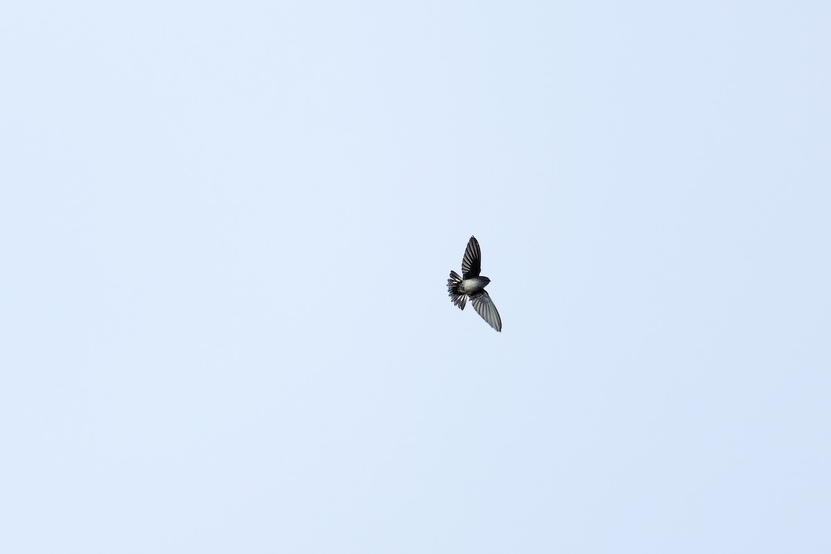 Glossy Swiftlet - ML642093275