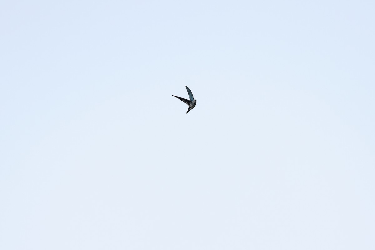 Glossy Swiftlet - ML642093276