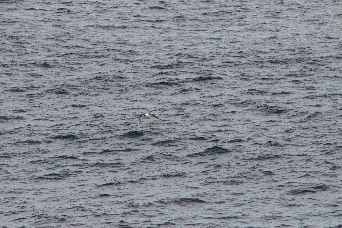 Indian Yellow-nosed Albatross - ML642093277