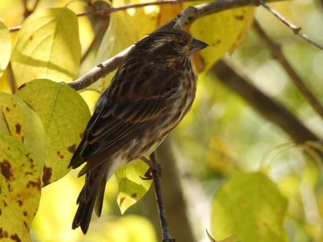 Purple Finch - ML642093279