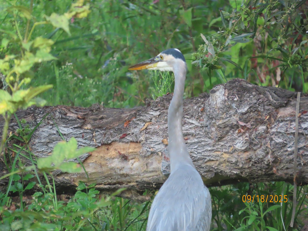 Great Blue Heron - ML642093281
