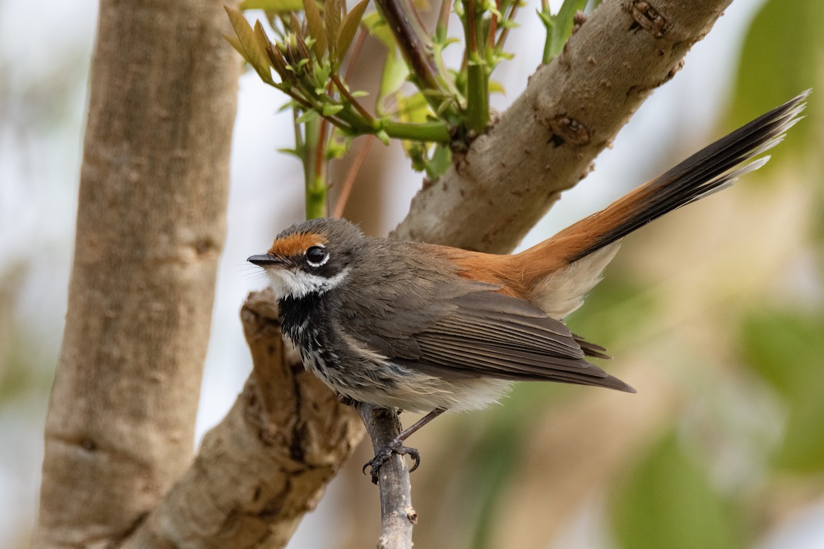 Australian Rufous Fantail - ML642093283