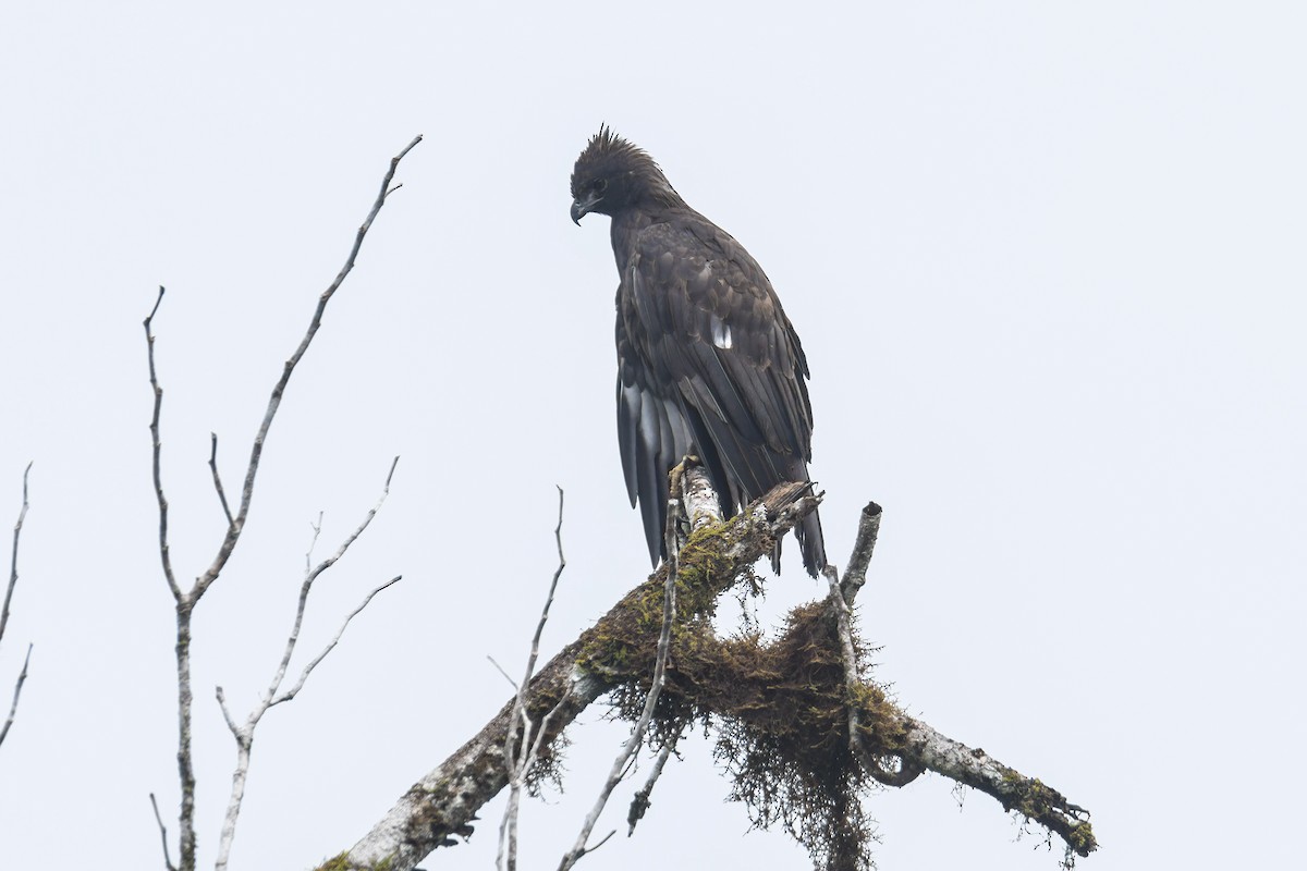 Changeable Hawk-Eagle (Changeable) - ML642093285