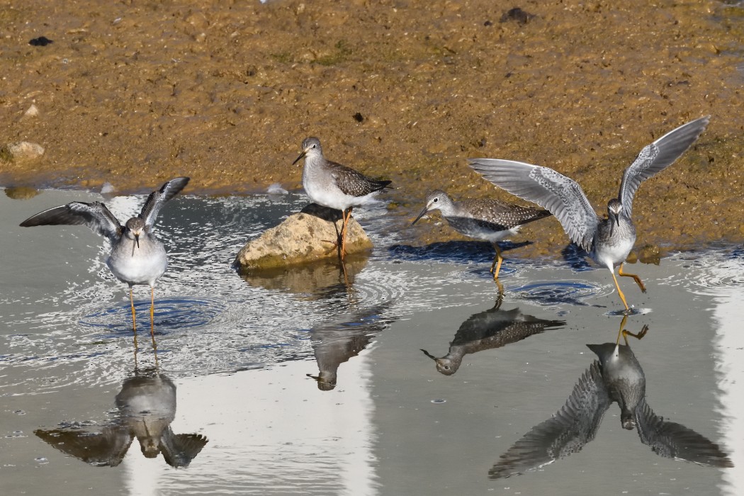 Lesser Yellowlegs - ML642093286