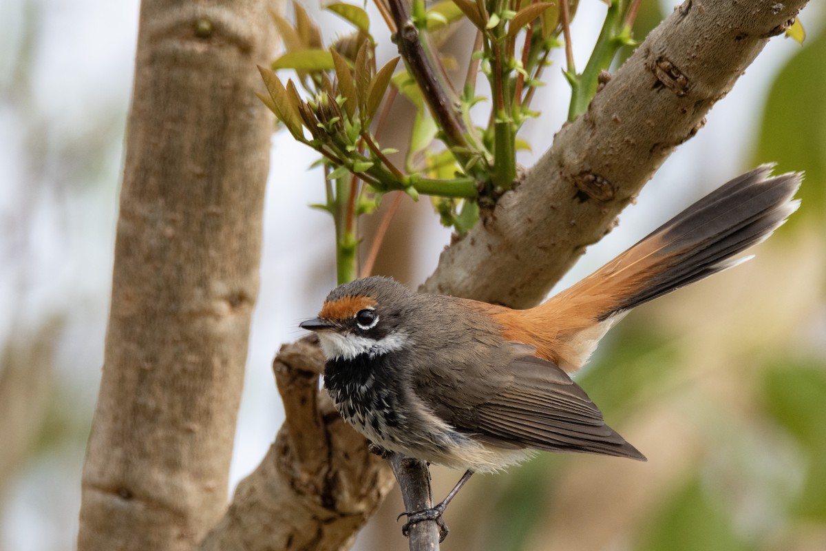 Australian Rufous Fantail - ML642093287