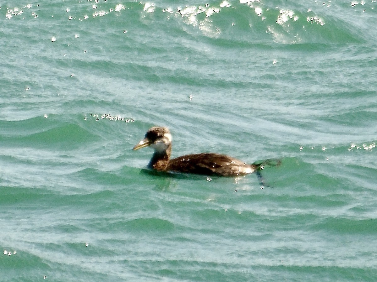 Red-necked Grebe - ML642093288