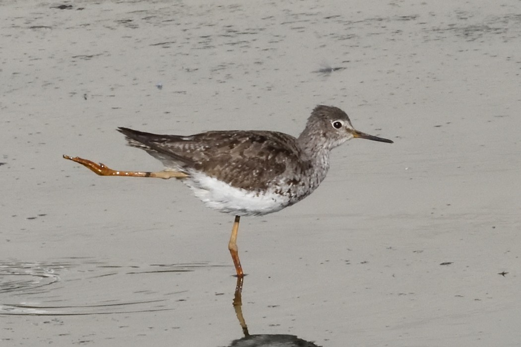 Lesser Yellowlegs - ML642093289