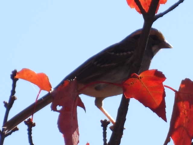 Chipping Sparrow - ML642093290